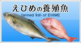 えひめの養殖魚farmed fish of EHIME